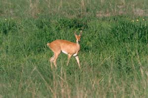 Weibliche Steinantilope. NG22 (Kwedi Reserve), Botsuana. / Steenbok ewe. NG22 (Kwedi Reserve), Botswana. / (c) Walter Mitch Podszuck (Bwana Mitch) - #000101-21