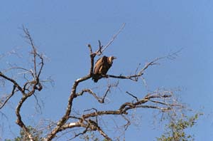 Weißrückengeier. NG22 (Kwedi Reserve), Botsuana. / Whitebacked vulture. NG22 (Kwedi Reserve), Botswana. / (c) Walter Mitch Podszuck (Bwana Mitch) - #000101-28