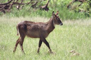 Junger Ellipsen-Wasserbockbulle. NG22 (Kwedi Reserve), Botsuana. / Young waterbuck bull. NG22 (Kwedi Reserve), Botswana. / (c) Walter Mitch Podszuck (Bwana Mitch) - #000101-49