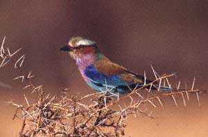 Gabelracke. Katavi National Park, Tansania. / Lilac-breasted roller. Katavi National Park, Tanzania. / (c) Walter Mitch Podszuck (Bwana Mitch) - #010904-013