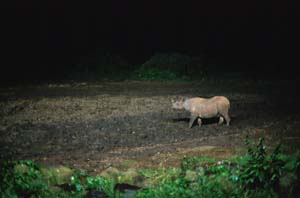 Spitzmaulnashorn nachts vor The Ark. Aberdare National Park, Kenia. / Black rhino at night in front of The Ark. Aberdare National Park, Kenya. / (c) Walter Mitch Podszuck (Bwana Mitch) - #980831-04