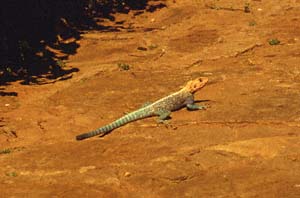 Mnnlicher Siedleragame. Samburu Serena Safari Lodge, Buffalo Springs National Reserve, Kenia. / Male red-headed rock agama. Samburu Serena Safari Lodge, Buffalo Springs National Reserve, Kenya. / (c) Walter Mitch Podszuck (Bwana Mitch) - #980831-47