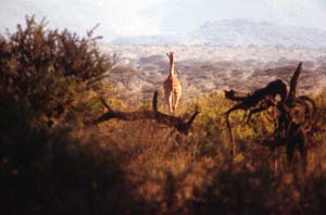 Netzgiraffe. Samburu National Reserve, Kenia. / Reticulated giraffe. Samburu National Reserve, Kenya. / (c) Walter Mitch Podszuck (Bwana Mitch) - #980831-57