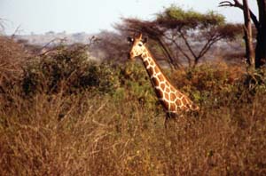 Netzgiraffe. Samburu National Reserve, Kenia. / Reticulated giraffe. Samburu National Reserve, Kenya. / (c) Walter Mitch Podszuck (Bwana Mitch) - #980831-59