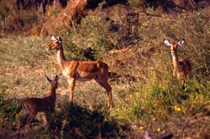 Gruppe von Impalaweibchen. Samburu National Reserve, Kenia. / Group of impala ewe. Samburu National Reserve, Kenya. / (c) Walter Mitch Podszuck (Bwana Mitch) - #980831-61