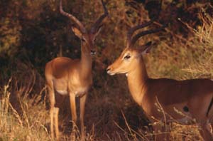 Impalaböcke. Samburu National Reserve, Kenia. / Impala rams. Samburu National Reserve, Kenya. / (c) Walter Mitch Podszuck (Bwana Mitch) - #980831-62