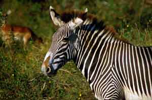 Grevy-Zebra. Samburu National Reserve, Kenia. / Grevy's zebra. Samburu National Reserve, Kenya. / (c) Walter Mitch Podszuck (Bwana Mitch) - #980831-63