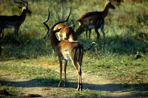 Impalaherde. Samburu National Reserve, Kenia. / Herd of impalas. Samburu National Reserve, Kenya. / (c) Walter Mitch Podszuck (Bwana Mitch) - #980831-64