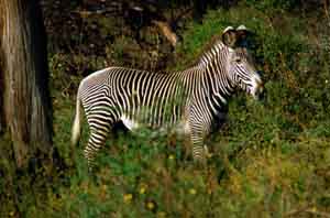 Grevy-Zebra. Samburu National Reserve, Kenia. / Grevy's zebra. Samburu National Reserve, Kenya. / (c) Walter Mitch Podszuck (Bwana Mitch) - #980831-65