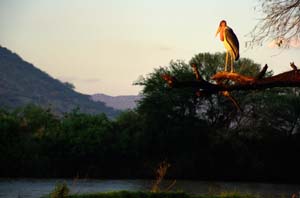 Marabu im Abendlicht am Ufer des Ewaso N'giro. Buffalo Springs National Reserve, Kenia. / Marabou stork in sunset glow on the bank of Ewaso N'giro. Buffalo Springs National Reserve, Kenya. / (c) Walter Mitch Podszuck (Bwana Mitch) - #980831-86