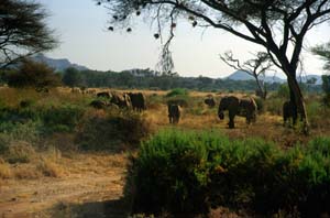 Elefantenherde. Buffalo Springs National Reserve, Kenia. / Herd of elephants. Buffalo Springs National Reserve, Kenya. / (c) Walter Mitch Podszuck (Bwana Mitch) - #980901-05