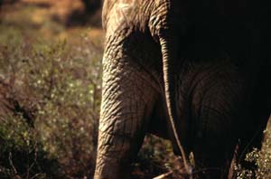 Elefantenhintern. Buffalo Springs National Reserve, Kenia. / Elephant's backside. Buffalo Springs National Reserve, Kenya. / (c) Walter Mitch Podszuck (Bwana Mitch) - #980901-06