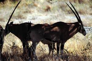 Eritrea-Spießböcke. Buffalo Springs National Reserve, Kenia. / Beisa oryxes. Buffalo Springs National Reserve, Kenya. / (c) Walter Mitch Podszuck (Bwana Mitch) - #980901-12