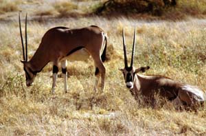 Eritrea-Spießböcke. Buffalo Springs National Reserve, Kenia. / Beisa oryxes. Buffalo Springs National Reserve, Kenya. / (c) Walter Mitch Podszuck (Bwana Mitch) - #980901-13