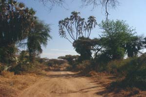 Dumpalme. Buffalo Springs National Reserve, Kenia. / Doum palm. Buffalo Springs National Reserve, Kenya. / (c) Walter Mitch Podszuck (Bwana Mitch) - #980901-17