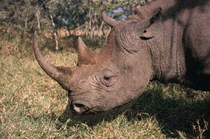 Nahaufnahme vom Spitzmaulnashorn "Morani". Sweetwaters Game Reserve, Kenia. / Close-up of black rhino "Morani". Sweetwaters Game Reserve, Kenya. / (c) Walter Mitch Podszuck (Bwana Mitch) - #980901-55