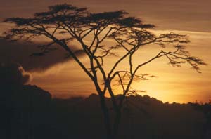 Sonnenuntergang hinter Schirmakazie. Sweetwaters Tented Camp, Sweetwaters Game Reserve, Kenia. / Sunset behind umbrella thorn. Sweetwaters Tented Camp, Sweetwaters Game Reserve, Kenya. / (c) Walter Mitch Podszuck (Bwana Mitch) - #980901-77