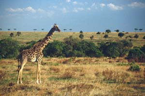 Maasai-Giraffe. Masai Mara, Kenia. / Masai giraffe. Masai Mara, Kenya. / (c) Walter Mitch Podszuck (Bwana Mitch) - #980903-124