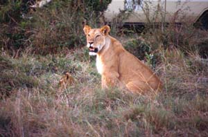 Lwin mit Jungem. Ol Chorro Orogwa Group Ranch (Masai Mara), Kenia. / Lioness with cub. Ol Chorro Orogwa Group Ranch (Masai Mara), Kenya. / (c) Walter Mitch Podszuck (Bwana Mitch) - #980903-150