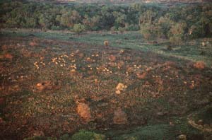 Herde von Schwarzfersenantilopen. Luftaufnahme aus Heißluftballon "Twiga", Ol Chorro Orogwa Group Ranch (Masai Mara), Kenia. / Herd of impalas. Aerial view from hot-air balloon "Twiga", Ol Chorro Orogwa Group Ranch (Masai Mara), Kenya. / (c) Walter Mitch Podszuck (Bwana Mitch) - #980904-025
