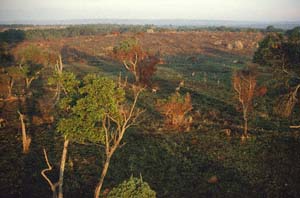 Baumwipfel. Luftaufnahme aus Heißluftballon "Twiga", Ol Chorro Orogwa Group Ranch (Masai Mara), Kenia. / Treetops. Aerial view from hot-air balloon "Twiga", Ol Chorro Orogwa Group Ranch (Masai Mara), Kenya. / (c) Walter Mitch Podszuck (Bwana Mitch) - #980904-031