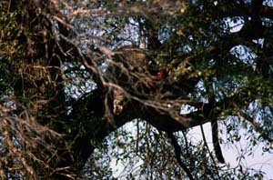 Gut versteckt in einem Baum: ein Leopard und seine Beute. Masai Mara, Kenia. / Well hidden in a tree: a leopard and its prey. Masai Mara, Kenya. / (c) Walter Mitch Podszuck (Bwana Mitch) - #980904-139