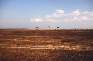 Verbrannte Steppe. Masai Mara, Kenia. / Burnt savanna. Masai Mara, Kenya. / (c) Walter Mitch Podszuck (Bwana Mitch) - #980904-178