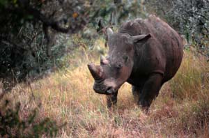 Breitmaulnashorn. Ol Chorro Orogwa Group Ranch (Masai Mara), Kenia. / White rhino (square-lipped rhinoceros). Ol Chorro Orogwa Group Ranch (Masai Mara), Kenya. / (c) Walter Mitch Podszuck (Bwana Mitch) - #980905-02