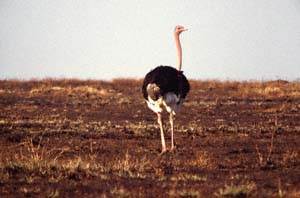 Männlicher Maasai-Strauß. Ol Chorro Orogwa Group Ranch (Masai Mara), Kenia. / Male Masai ostrich. Ol Chorro Orogwa Group Ranch (Masai Mara), Kenya. / (c) Walter Mitch Podszuck (Bwana Mitch) - #980905-11