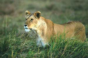 Stolze Lwin. Masai Mara National Reserve, Kenia. / Proud lioness. Masai Mara National Reserve, Kenya. / (c) Walter Mitch Podszuck (Bwana Mitch) - #980907-222