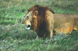 Löwe auf Brautschau. Masai Mara National Reserve, Kenia. / Male lion looking out for a wife. Masai Mara National Reserve, Kenya. / (c) Walter Mitch Podszuck (Bwana Mitch) - #980907-228