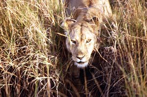 Auge in Auge mit einer Lwin. Masai Mara National Reserve, Kenia. / Eye to eye with a lioness. Masai Mara National Reserve, Kenya. / (c) Walter Mitch Podszuck (Bwana Mitch) - #980908-22