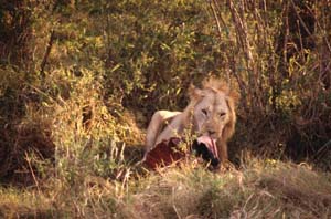 Junger Lwe beim Frhstck. Masai Mara National Reserve, Kenia. / Young male lion at breakfast. Masai Mara National Reserve, Kenya. / (c) Walter Mitch Podszuck (Bwana Mitch) - #980908-29