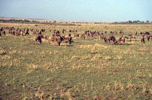 Herde von Weibartgnus. Masai Mara National Reserve, Kenia. / Herd of white-bearded wildebeests. Masai Mara National Reserve, Kenya. / (c) Walter Mitch Podszuck (Bwana Mitch) - #980908-39