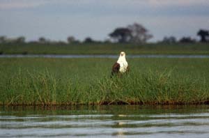 Afrikanischer Fischadler im Schilf am Chobe River westlich von Kasane, Botsuana. / African fish eagle in the reed at the Chobe River, west of Kasane, Botswana. / (c) Walter Mitch Podszuck (Bwana Mitch) - #991225-013