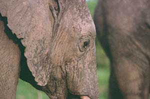 "Weinender" junger Elefant. Chobe National Park, Botsuana. / 'Crying' young elephant. Chobe National Park, Botswana. / (c) Walter Mitch Podszuck (Bwana Mitch) - #991225-109