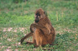 Bärenpavian. Chobe National Park, Botsuana. / Chacma baboon. Chobe National Park, Botswana. / (c) Walter Mitch Podszuck (Bwana Mitch) - #991225-133