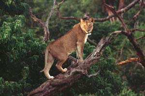 Junge Lwin, auf umgestrzten Baum stehend. Chobe National Park, Botsuana. / Young lioness climbing on fallen tree. Chobe National Park, Botswana. / (c) Walter Mitch Podszuck (Bwana Mitch) - #991226-03