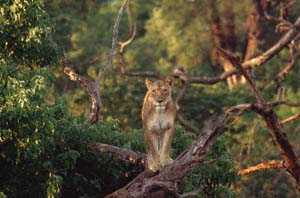 Junge Lwin, auf umgestrzten Baum stehend. Chobe National Park, Botsuana. / Young lioness standing on fallen tree. Chobe National Park, Botswana. / (c) Walter Mitch Podszuck (Bwana Mitch) - #991226-05