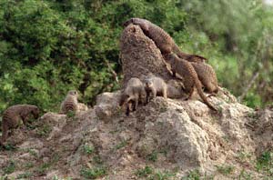 Zebramangusten auf einem Termitenhügel. Chobe National Park, Botsuana. / Banded mongooses on a termite mound. Chobe National Park, Botswana. / (c) Walter Mitch Podszuck (Bwana Mitch) - #991226-40