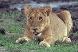 Junger Lwe. Chief's Island, Moremi Game Reserve, Botsuana. / Lion cub. Chief's Island, Moremi Game Reserve, Botswana. / (c) Walter Mitch Podszuck (Bwana Mitch) - #991227-095
