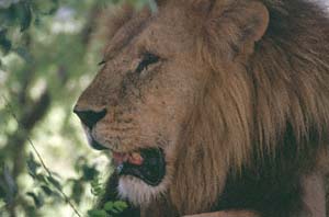 Lwen-Portrait im Schatten. Chief's Island, Moremi Game Reserve, Botsuana. / Lion's portrait in the shadow. Chief's Island, Moremi Game Reserve, Botswana. / (c) Walter Mitch Podszuck (Bwana Mitch) - #991227-125