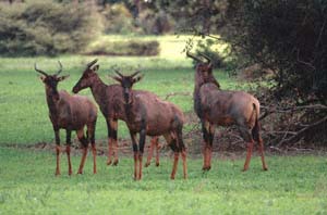 Vier sdafrikanische Leierantilopen (Sassabys) auf Chief's Island, Moremi Game Reserve, Botsuana. / Four tsessebes on Chief's Island, Moremi Game Reserve, Botswana. / (c) Walter Mitch Podszuck (Bwana Mitch) - #991227-142