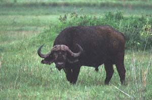 Ausgewachsener Steppenbüffelbulle auf Chief's Island, Moremi Game Reserve, Botsuana. / Adult cape buffalo bull on Chief's Island, Moremi Game Reserve, Botswana. / (c) Walter Mitch Podszuck (Bwana Mitch) - #991228-018