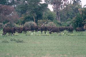 Steppenbüffelherde auf Chief's Island, Moremi Game Reserve, Botsuana. / Herd of cape buffaloes on Chief's Island, Moremi Game Reserve, Botswana. / (c) Walter Mitch Podszuck (Bwana Mitch) - #991228-030