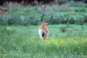 Rückansicht eines roten Litschi-Antilopenbocks. Chief's Island, Moremi Game Reserve, Botsuana. / Back view of a red lechwe ram. Chief's Island, Moremi Game Reserve, Botswana. / (c) Walter Mitch Podszuck (Bwana Mitch) - #991228-034