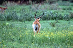 Rckansicht eines roten Litschi-Antilopenbocks. Chief's Island, Moremi Game Reserve, Botsuana. / Back view of a red lechwe ram. Chief's Island, Moremi Game Reserve, Botswana. / (c) Walter Mitch Podszuck (Bwana Mitch) - #991228-034