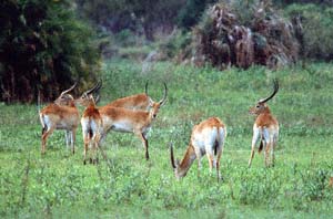 Eine Herde von roten Litschi-Antilopenböcken auf Chief's Island. Moremi Game Reserve, Botsuana. / Herd of red lechwe rams on Chief's Island. Moremi Game Reserve, Botswana. / (c) Walter Mitch Podszuck (Bwana Mitch) - #991228-038