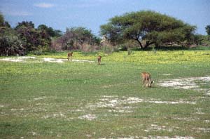 Drei Geparde auf Blumenwiese vor Schirmakazie. Chief's Island, Moremi Game Reserve, Botsuana. / Three cheetahs on flower meadow in front of umbrella thorn. Chief's Island, Moremi Game Reserve, Botswana. / (c) Walter Mitch Podszuck (Bwana Mitch) - #991228-077