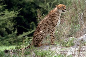Gepard, nach Beute ausschauend. Chief's Island, Moremi Game Reserve, Botsuana. / Cheetah looking for prey. Chief's Island, Moremi Game Reserve, Botswana. / (c) Walter Mitch Podszuck (Bwana Mitch) - #991228-082